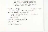 紅子佛甲草藏品圖，第2張