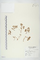 石板菜藏品圖，第1張