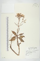 鵝鑾鼻燈籠草藏品圖，第1張