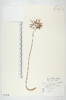 小燈籠草、大還魂藏品圖，第1張