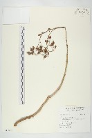 登錄號:S115101藏品圖，第1張