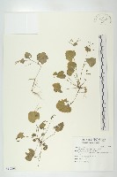 小山蕍菜藏品圖，第1張