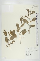 葶藶藏品圖，第1張