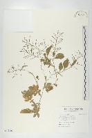 葶藶藏品圖，第1張