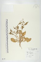 葶藶藏品圖，第1張