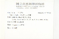 葶藶藏品圖，第2張