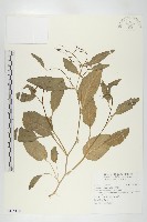 葶藶藏品圖，第1張