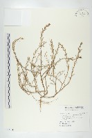 廣東葶藶藏品圖，第1張