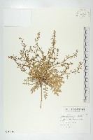 廣東葶藶藏品圖，第1張