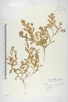 廣東葶藶藏品圖，第1張