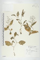 小葶藶藏品圖，第1張