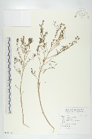 獨行菜藏品圖，第1張