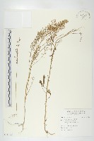 獨行菜藏品圖，第1張