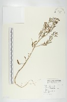 獨行菜藏品圖，第1張