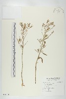 獨行菜藏品圖，第1張