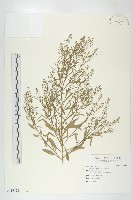 獨行菜藏品圖，第1張