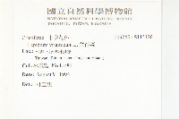 獨行菜藏品圖，第2張