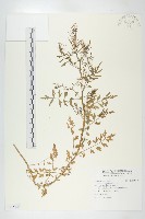 水花菜藏品圖，第1張