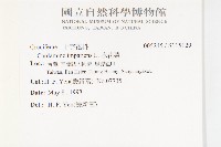 水花菜藏品圖，第2張