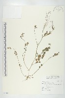 焊菜藏品圖，第1張