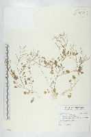 焊菜藏品圖，第1張