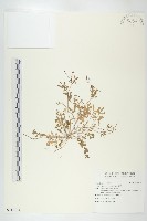 焊菜藏品圖，第1張