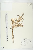 登錄號:S115135藏品圖，第1張