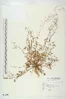 登錄號:S115136藏品圖，第1張