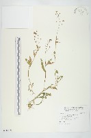 薺藏品圖，第1張