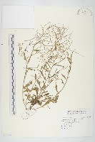 玉山筷子芥藏品圖，第1張