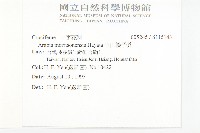 玉山筷子芥藏品圖，第2張