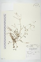 玉山筷子芥藏品圖，第1張