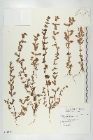 伯格草藏品圖，第1張