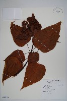 臙脂樹藏品圖，第1張