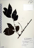 羅庚果藏品圖，第1張