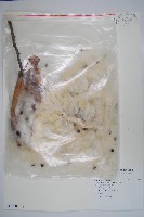 美人樹藏品圖，第1張