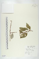 鄧氏胡頹子藏品圖，第1張