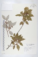 鄧氏胡頹子藏品圖，第1張