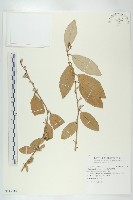 臺灣胡頹子藏品圖，第1張