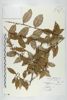 登錄號:S115220藏品圖，第1張