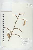 登錄號:S115222藏品圖，第1張