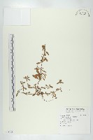 倍蕊田繁縷藏品圖，第1張