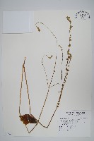 假川牛膝藏品圖，第1張