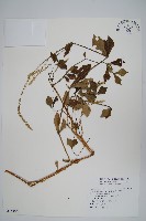 假川牛膝藏品圖，第1張