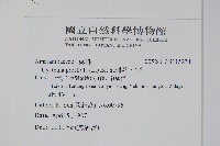 假川牛膝藏品圖，第2張