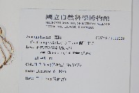 假川牛膝藏品圖，第2張