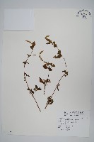 假川牛膝藏品圖，第1張