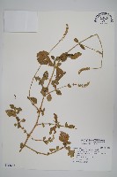 假川牛膝藏品圖，第1張