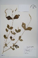 假川牛膝藏品圖，第1張