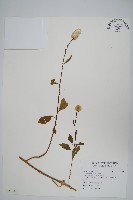 青葙藏品圖，第1張